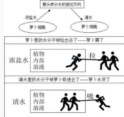 2016年上半年中学教资考试《教育知识与能力》真题及答案解析